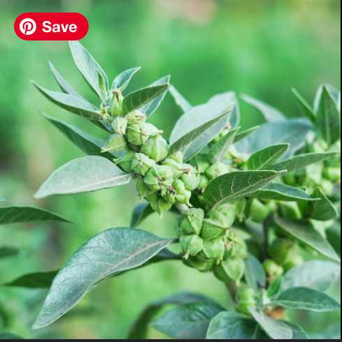 a picture of an Ashwagandha plant